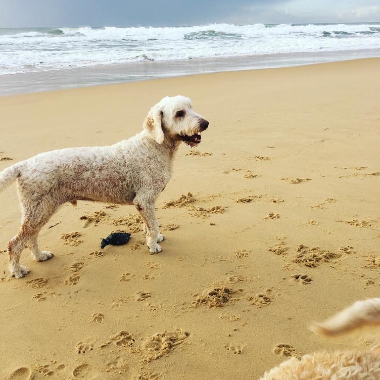 Saltwater Villas - Pet Friendly Accommodation Mooloolaba Bagian luar foto